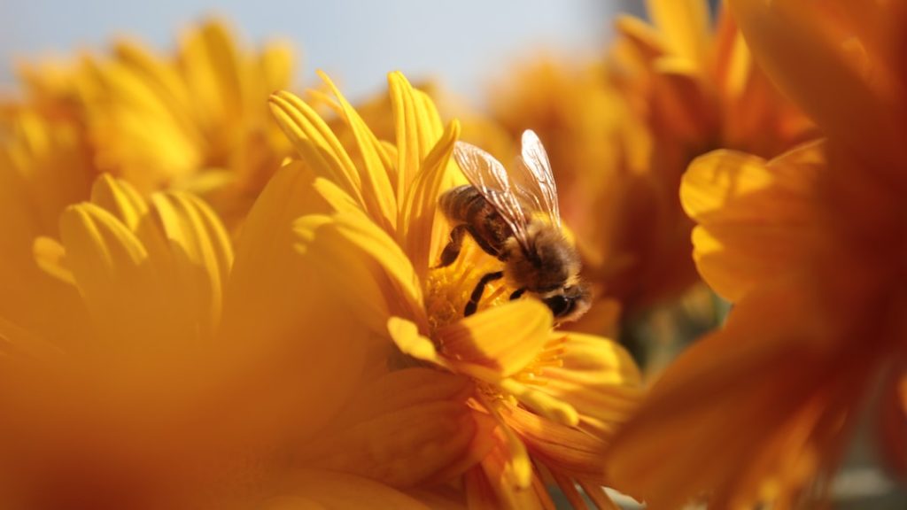 пчела кормление