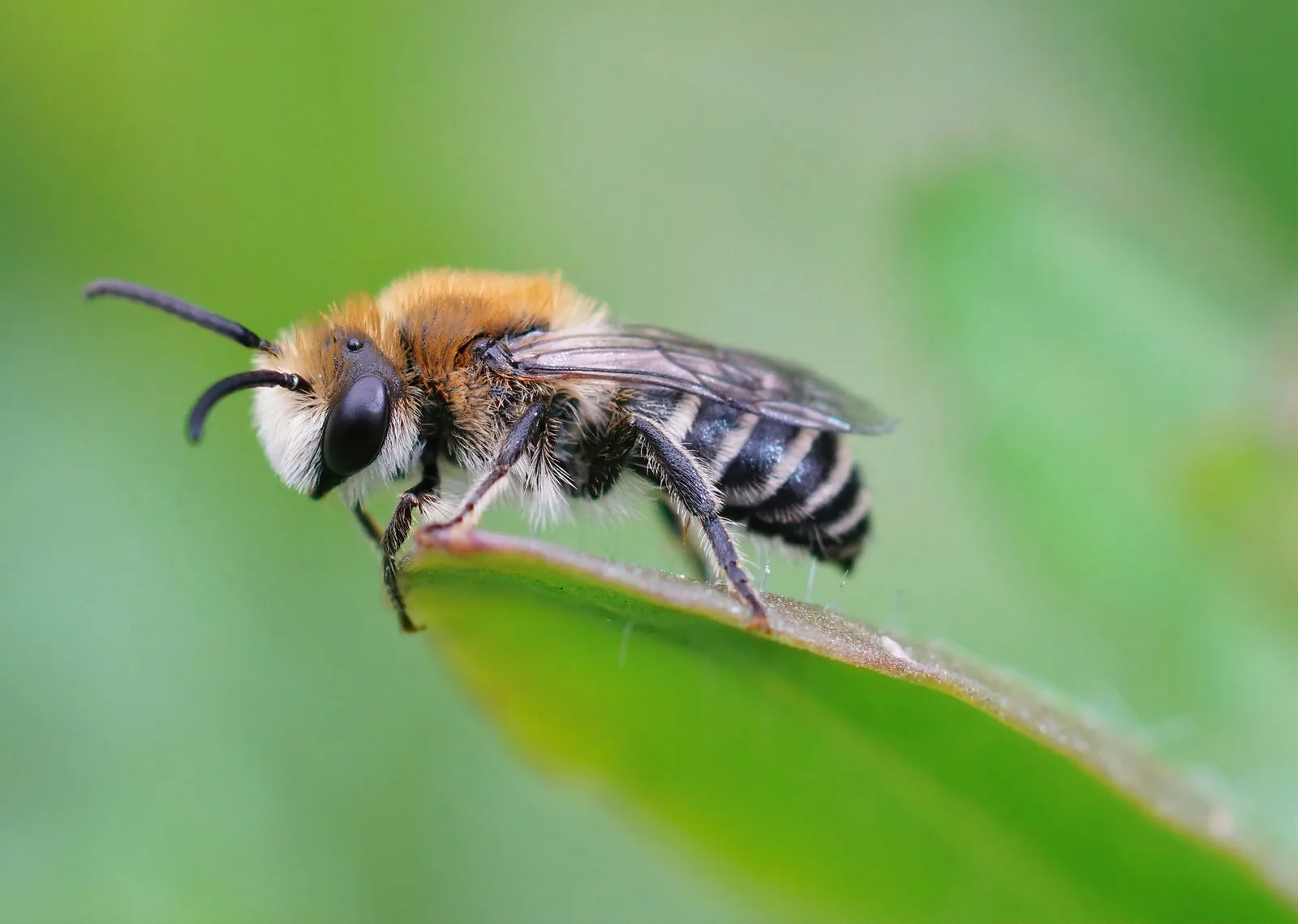 Пчела красивое фото