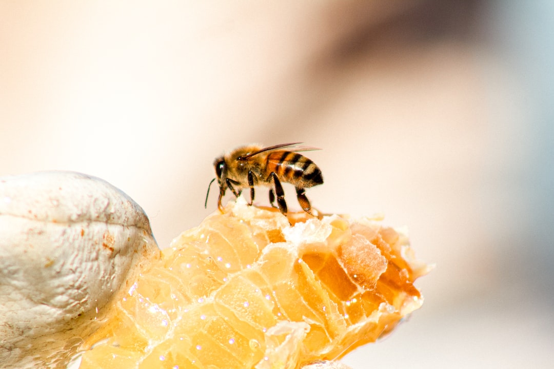 Мед и пчела